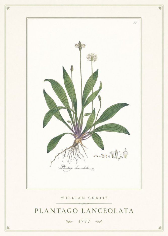 William Curtis Plantago Lanceolata II No1 - Poszter