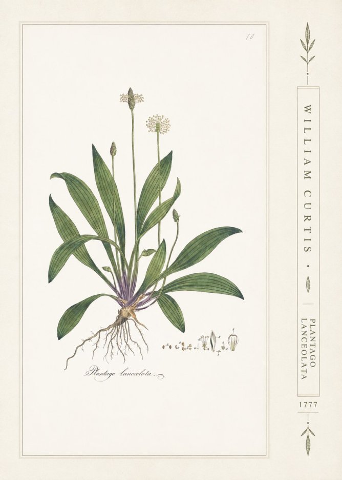 William Curtis Plantago Lanceolata II No2 - Poszter