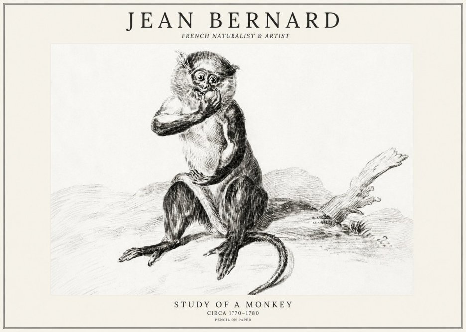 Jean Bernard Study of a Monkey No3 - Poszter