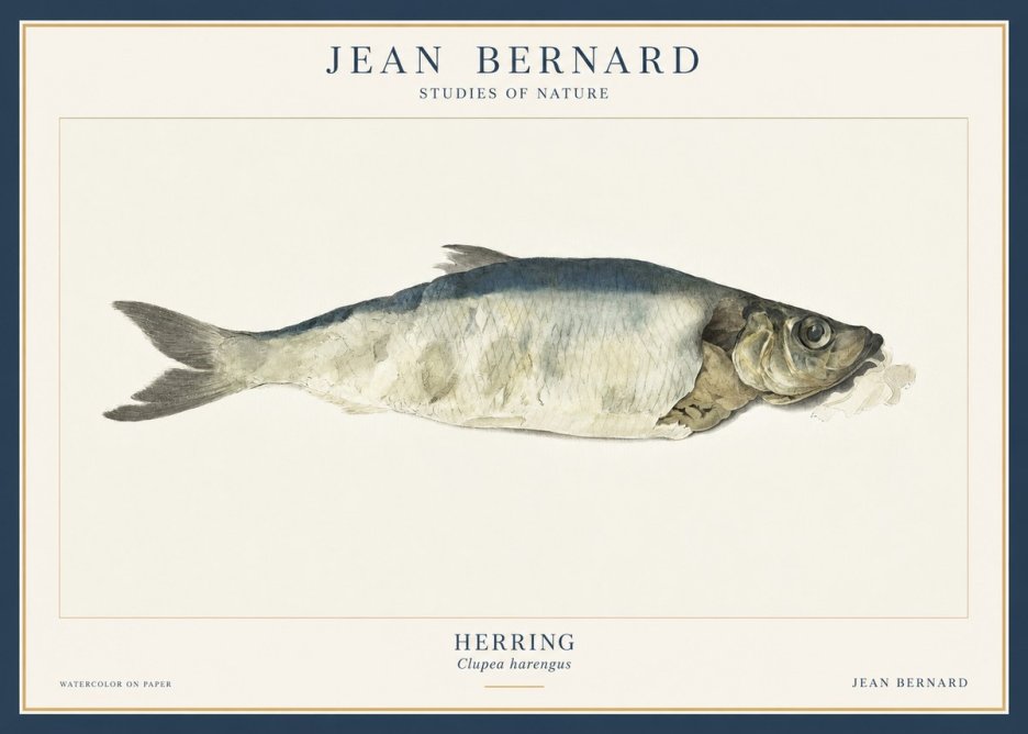 Jean Bernard Herring No3 - Poszter
