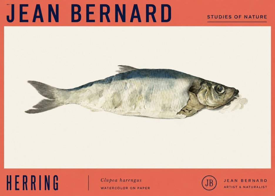 Jean Bernard Herring No4 - Poszter