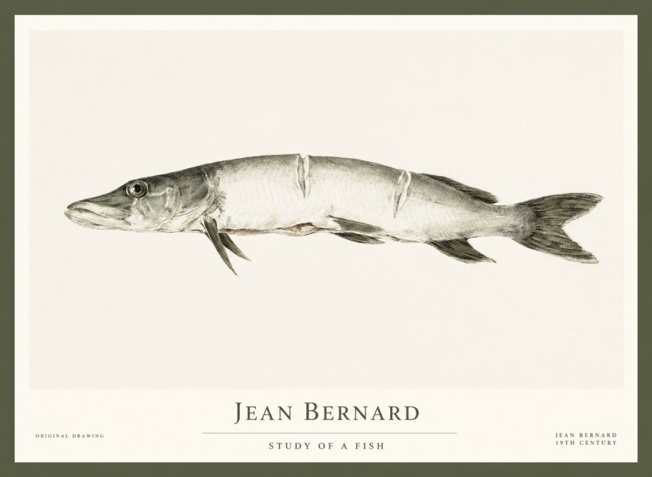 Jean Bernard Study of a Fish II No1 - Poszter