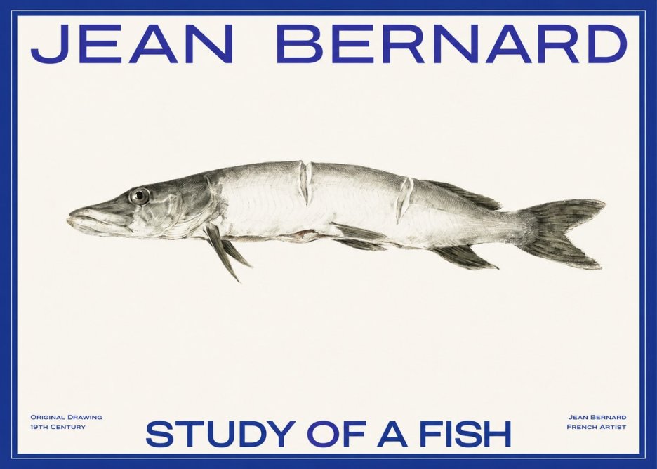 Jean Bernard Study of a Fish II No2 - Poszter