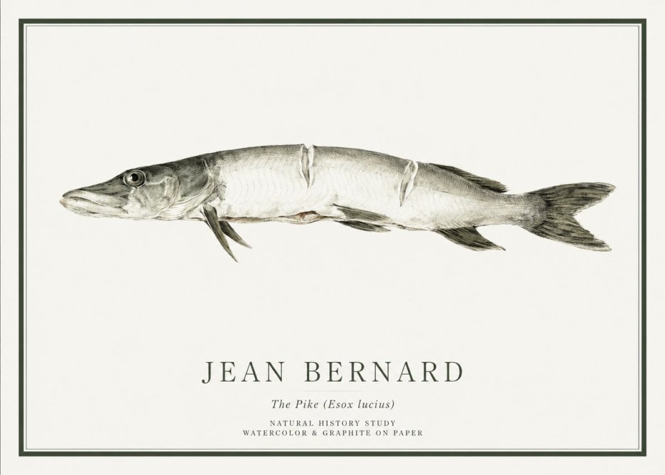 Jean Bernard Study of a Fish II No6 - Poszter
