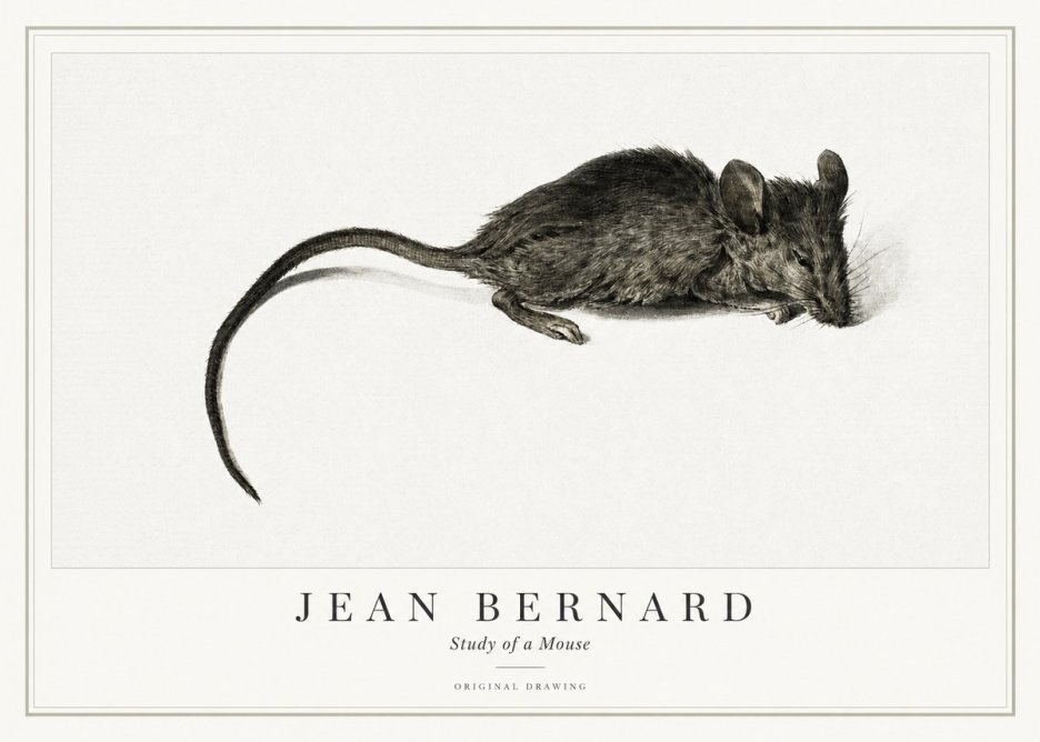 Jean Bernard Study of a Mouse I No1 - Poszter