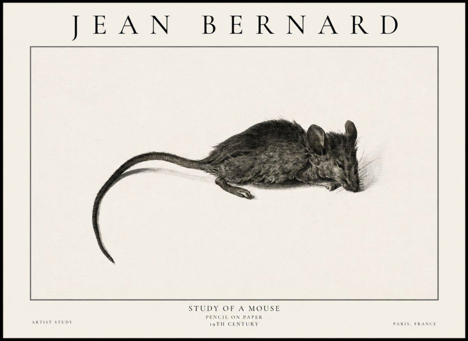 Jean Bernard Study of a Mouse I No6 - Poszter
