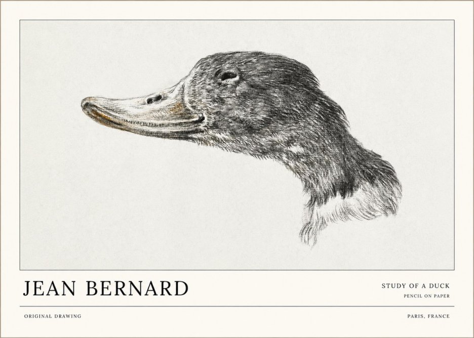 Jean Bernard Study of a Duck No1 - Poszter