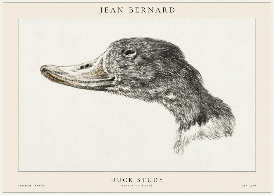 Jean Bernard Study of a Duck No2 - Poszter