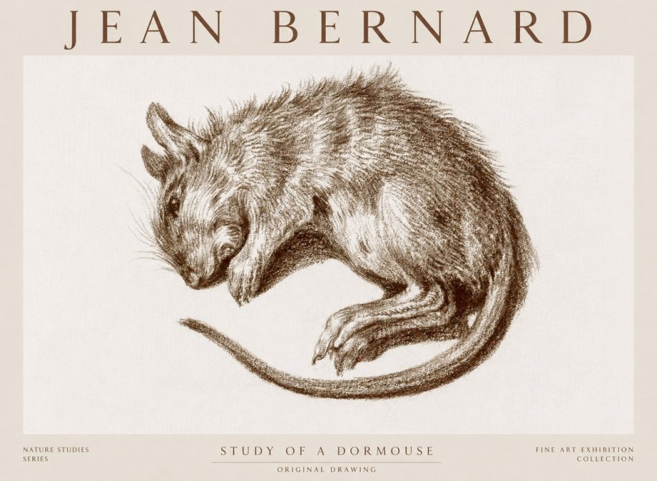 Jean Bernard Study of a Dormouse No1 - Poszter