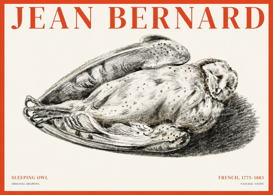 Jean Bernard Sleeping Owl No1 - Poszter