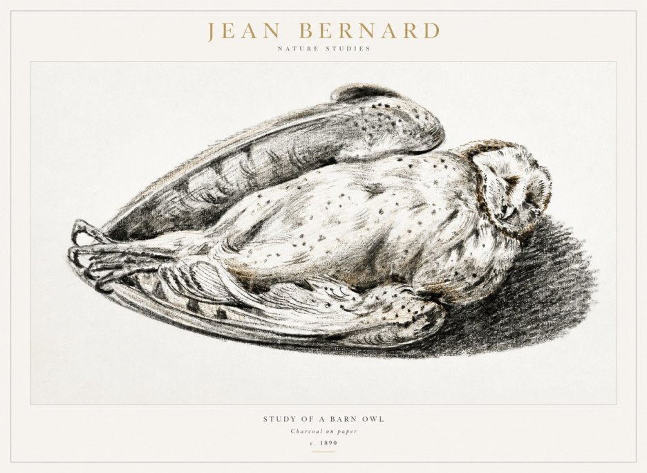 Jean Bernard Sleeping Owl No2 - Poszter