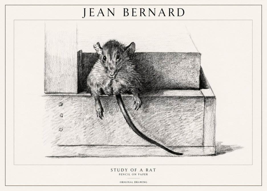 Jean Bernard Study of a Rat I No1 - Poszter