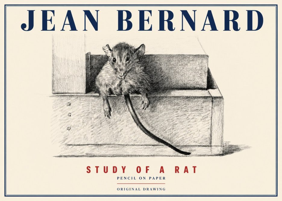 Jean Bernard Study of a Rat I No4 - Poszter