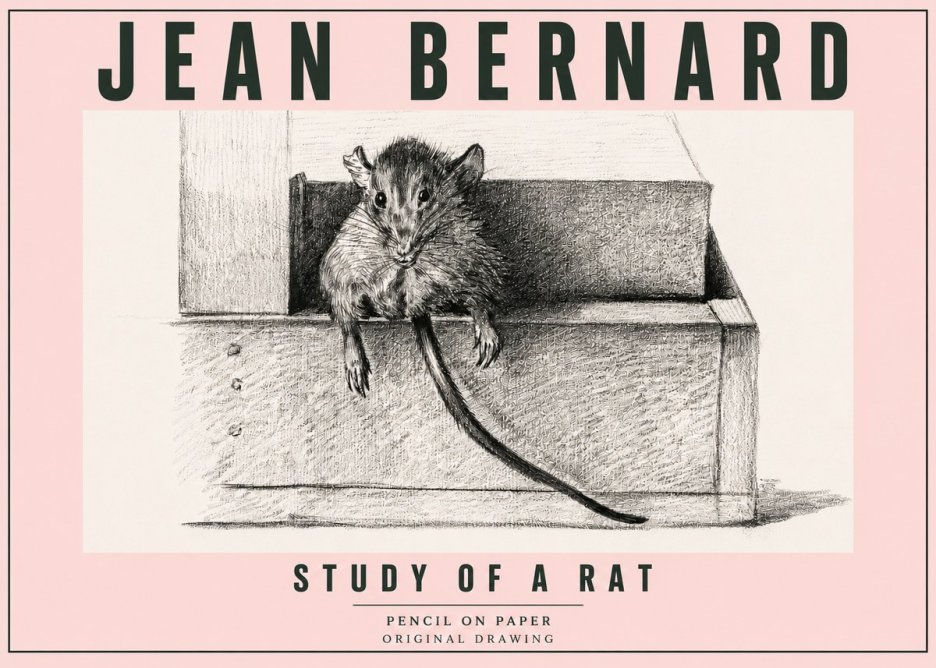 Jean Bernard Study of a Rat I No5 - Poszter