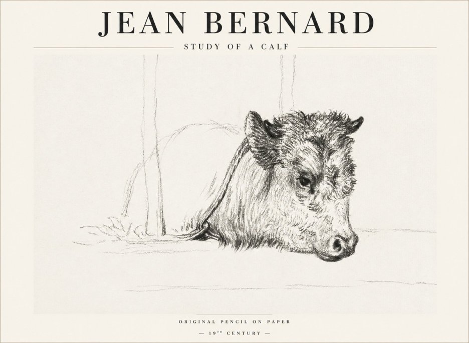 Jean Bernard Study of a Calf I No1 - Poszter
