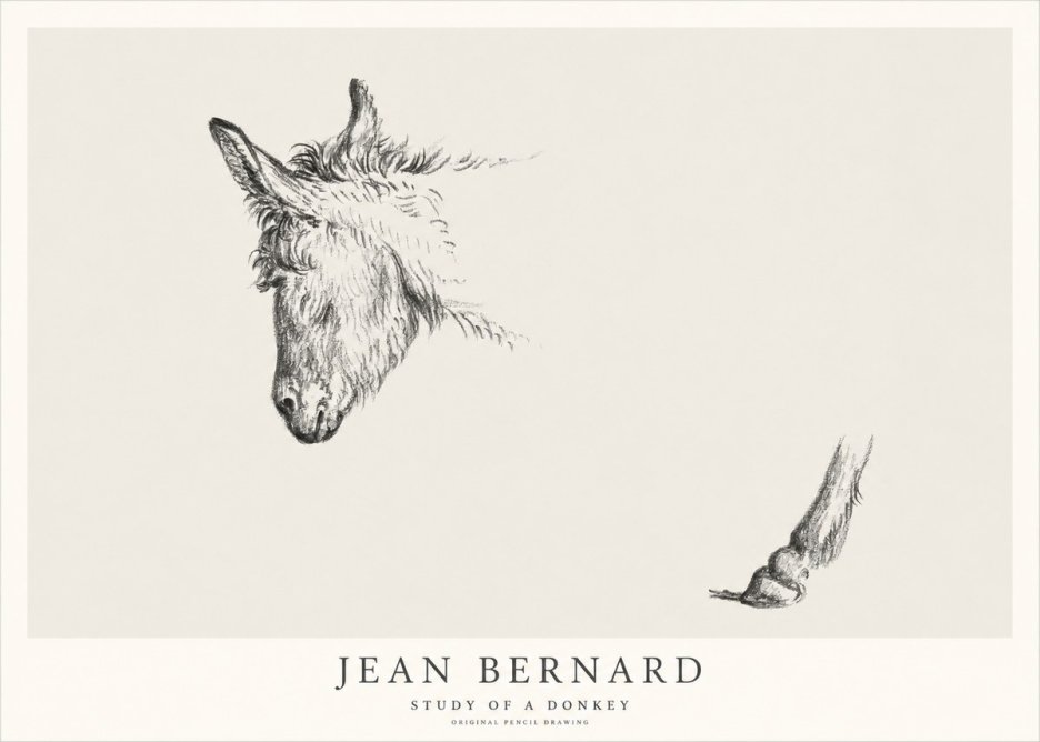 Jean Bernard Study of a Donkey II No1 - Poszter