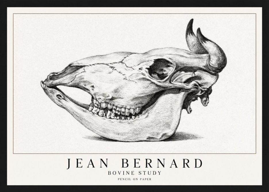 Jean Bernard Bovine Skull Study No2 - Poszter