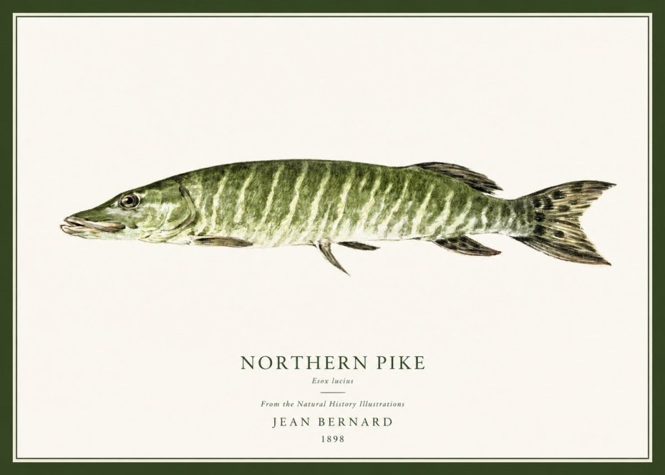 Jean Bernard Northern Pike No1 - Poszter