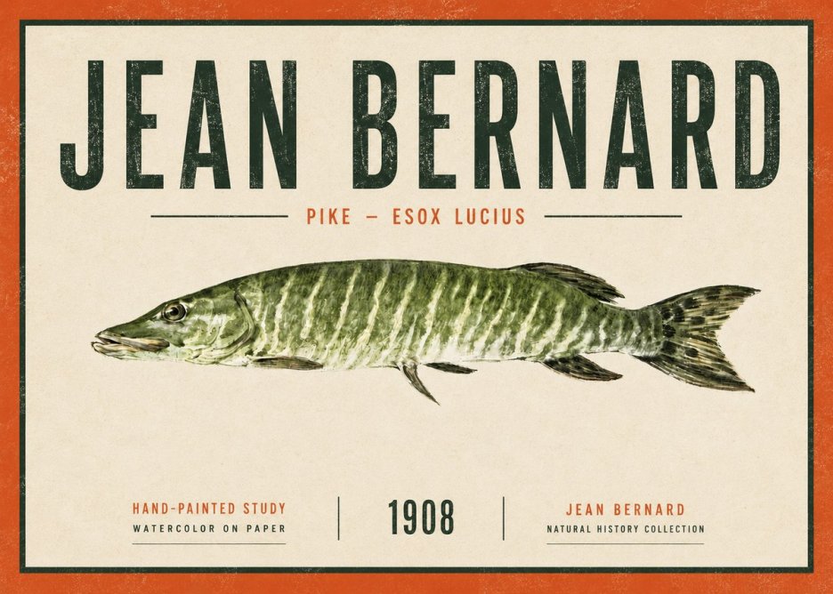 Jean Bernard Northern Pike No6 - Poszter