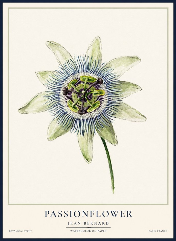 Jean Bernard Passionflower No2 - Poszter