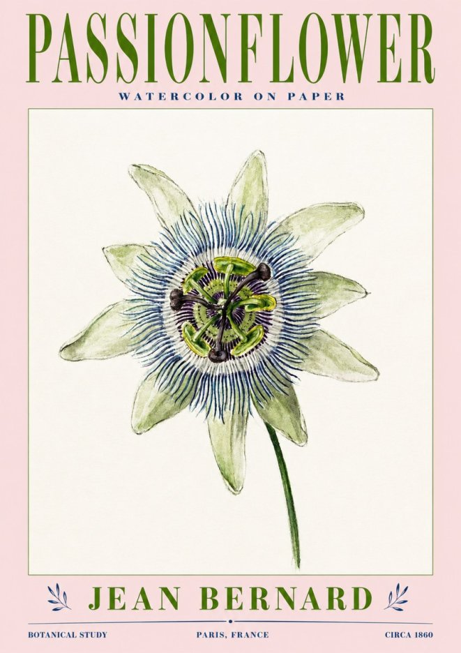 Jean Bernard Passionflower No3 - Poszter