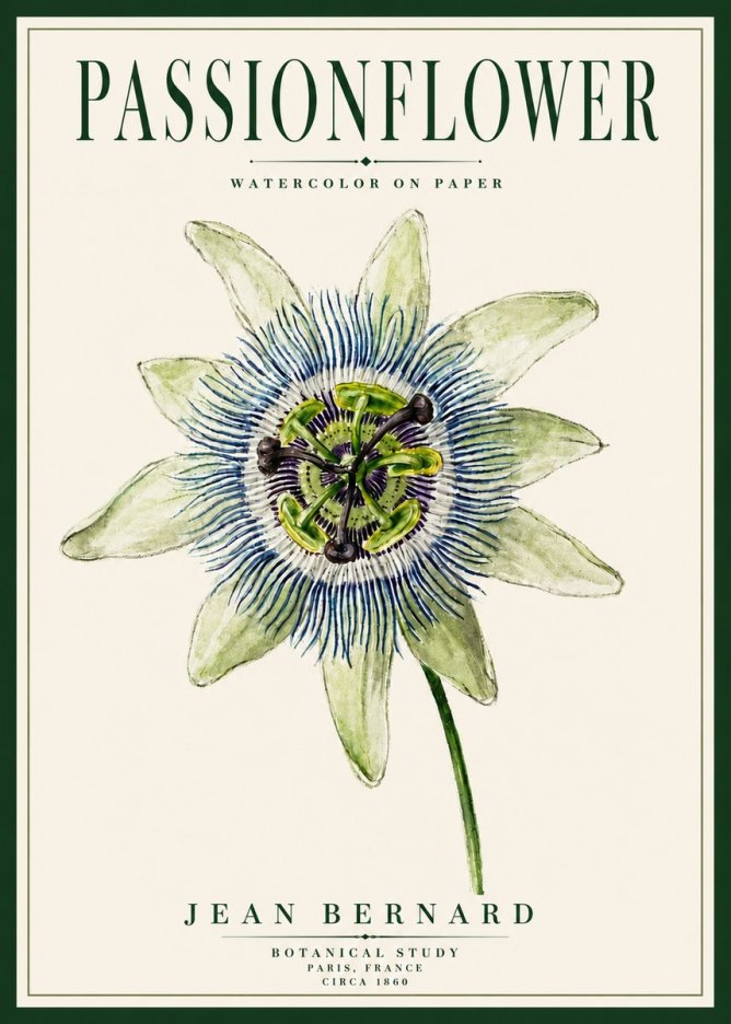Jean Bernard Passionflower No5 - Poszter