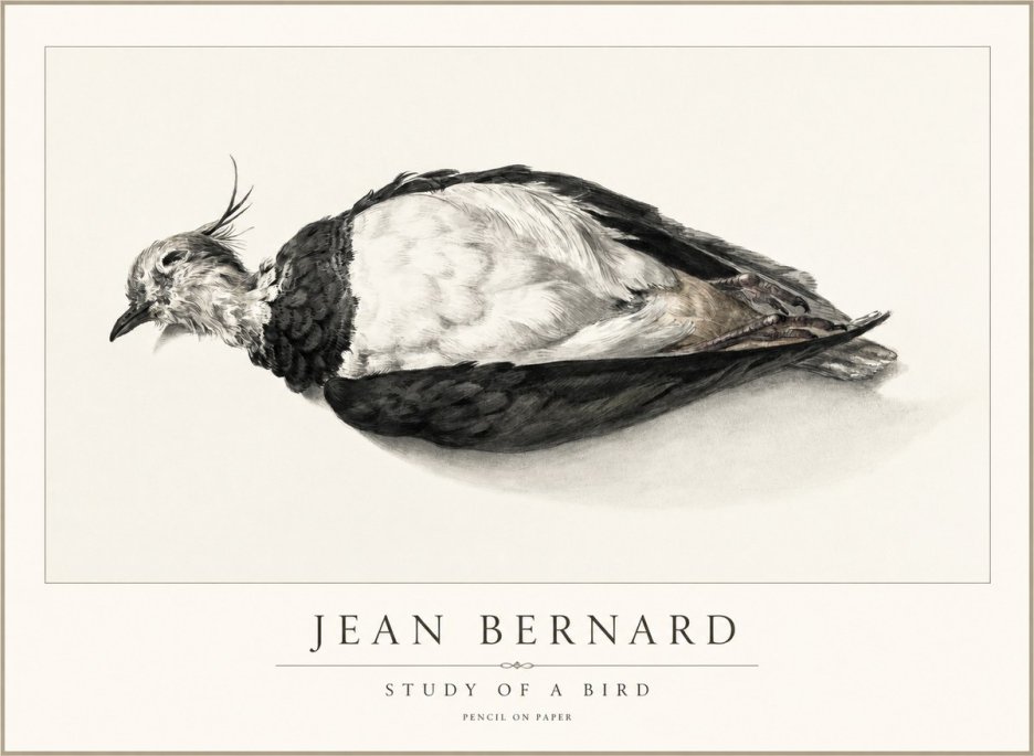 Jean Bernard Study of a Bird II No2 - Poszter
