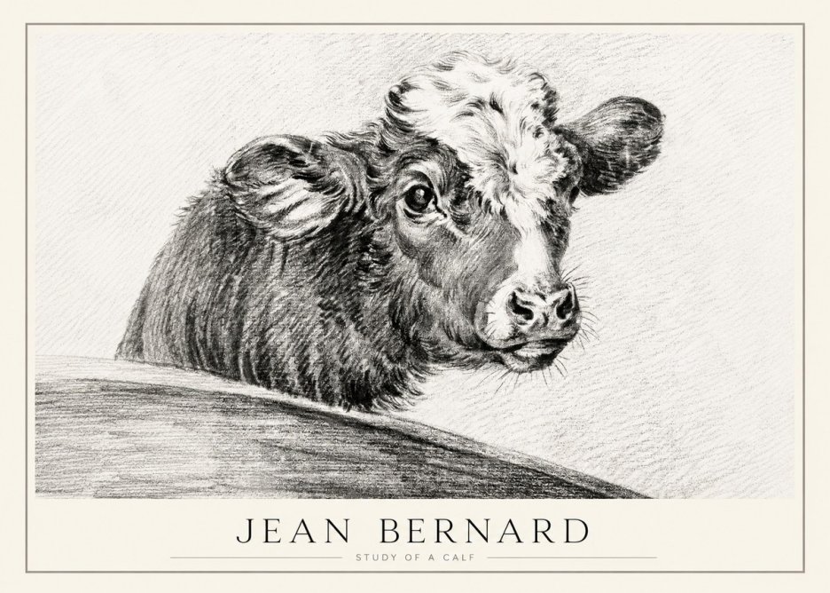 Jean Bernard Study of a Calf II No1 - Poszter