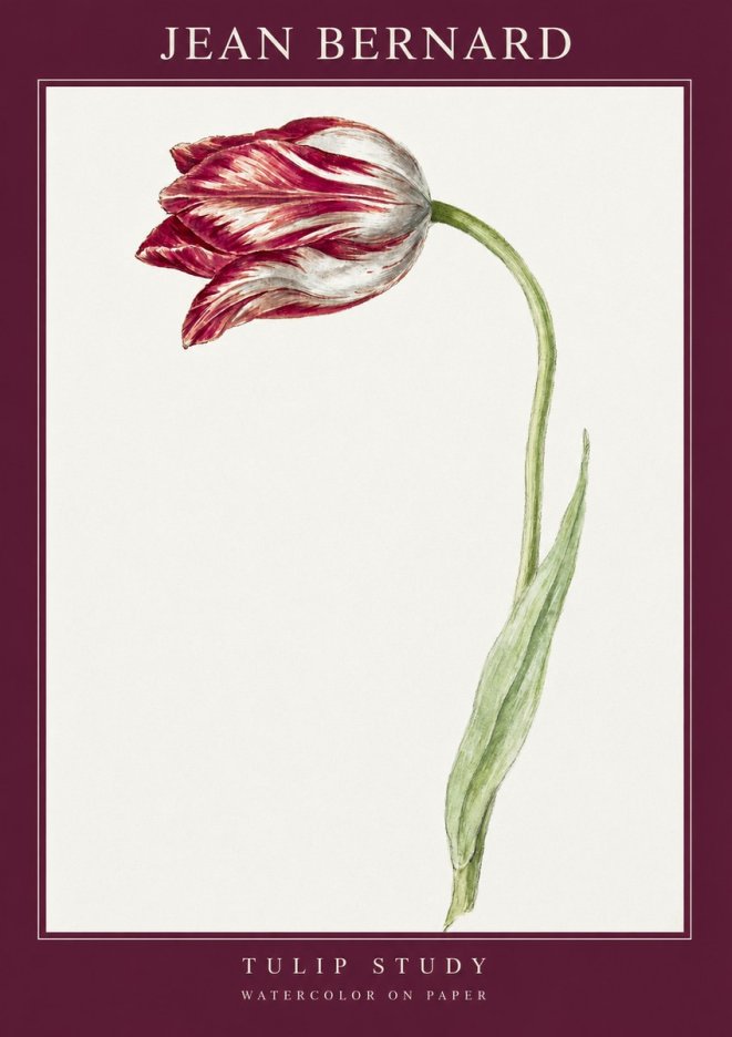 Jean Bernard Tulip Study No2 - Poszter