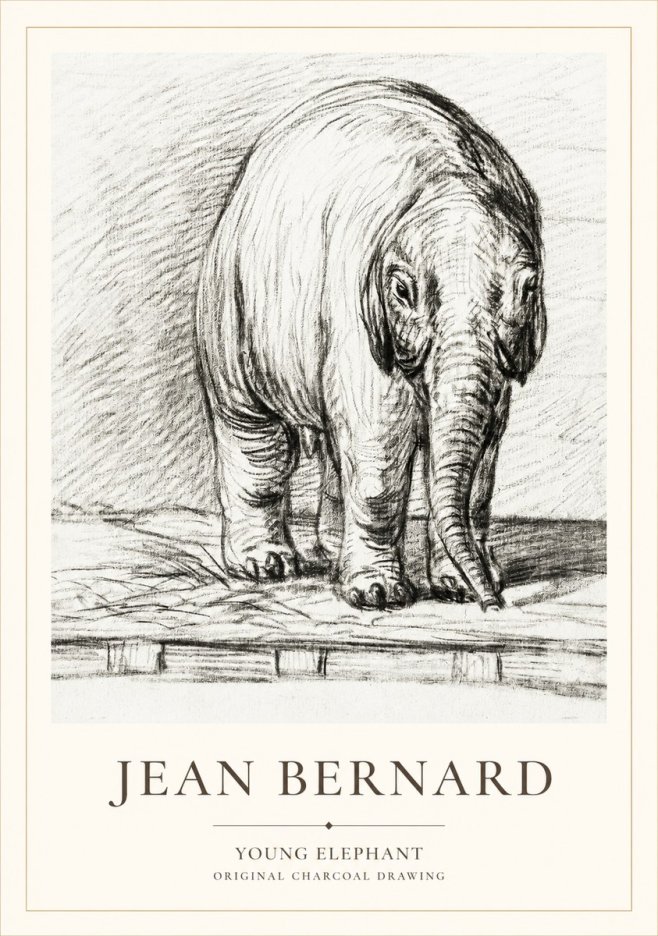 Jean Bernard Young Elephant No1 - Poszter