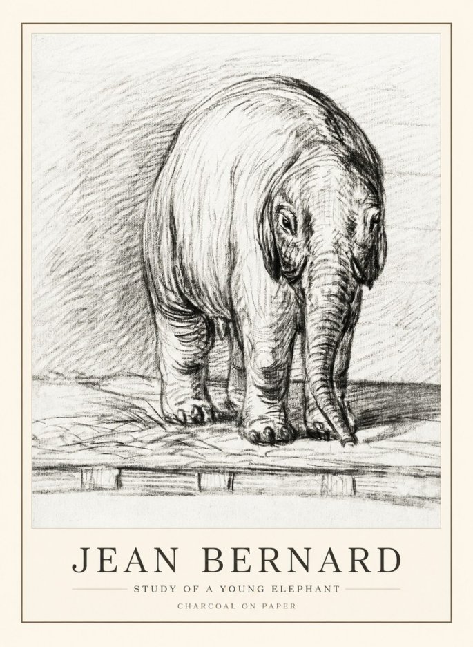 Jean Bernard Young Elephant No3 - Poszter