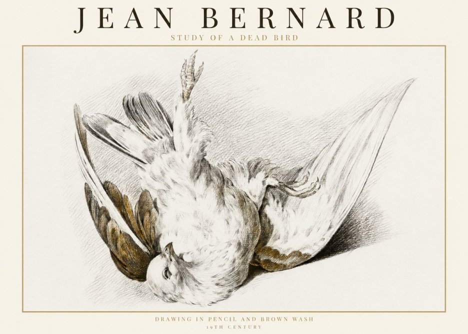 Jean Bernard Study of a Dead Bird No1 - Poszter