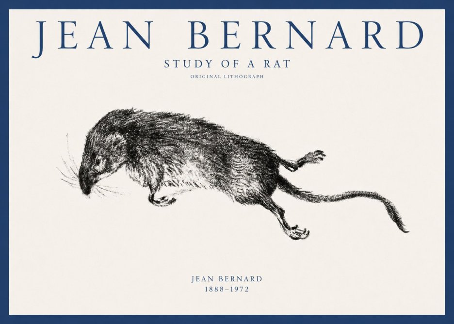 Jean Bernard Study of a Rat II No1 - Poszter