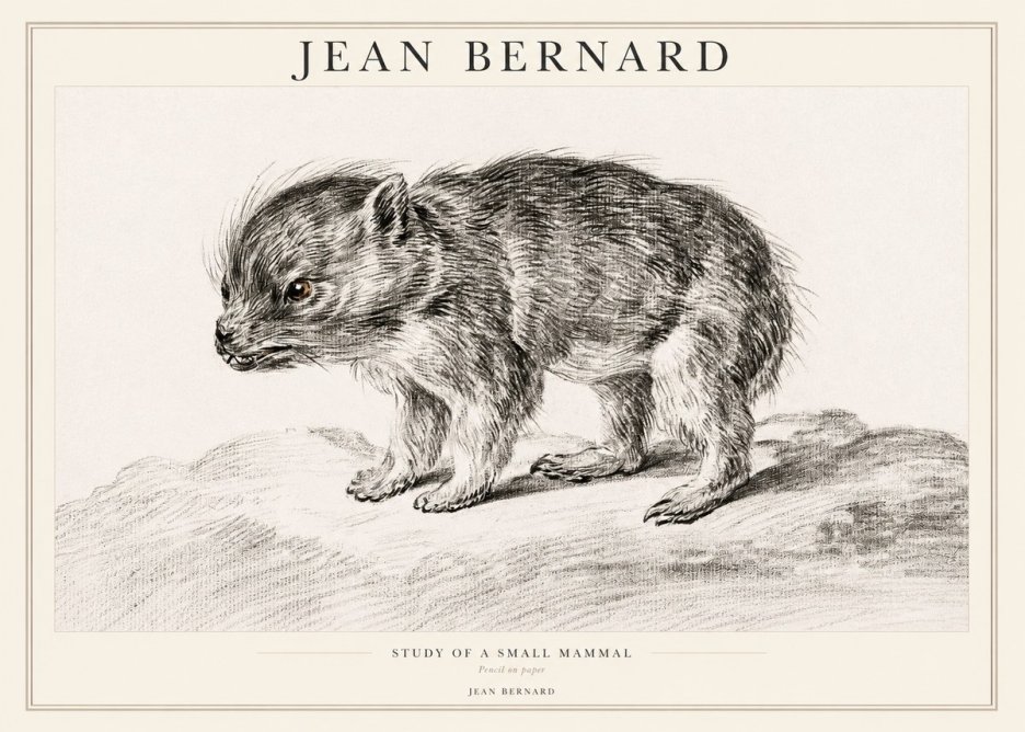 Jean Bernard Study of a Small Mammal No1 - Poszter