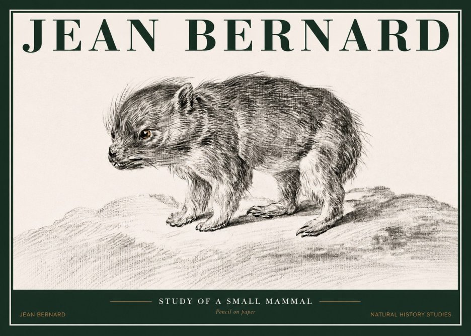 Jean Bernard Study of a Small Mammal No2 - Poszter