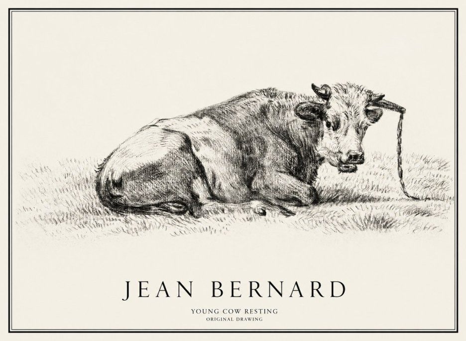 Jean Bernard Young Cow Resting No1 - Poszter