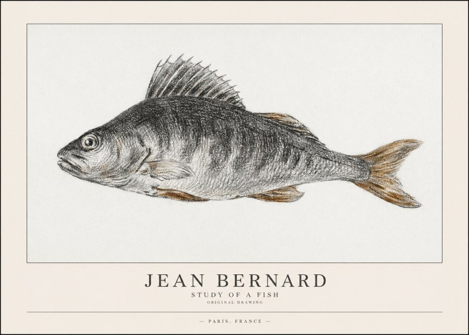 Jean Bernard Study of a Fish IV No1 - Poszter