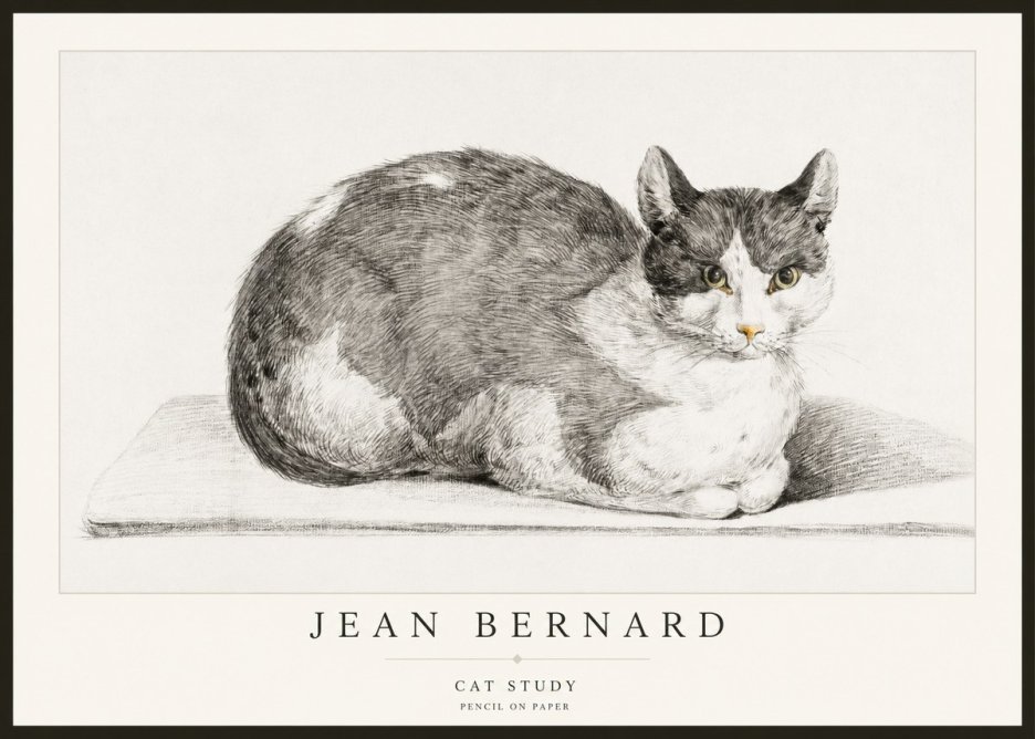 Jean Bernard Cat Study XI No2 - Poszter