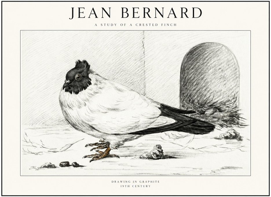 Jean Bernard A Study of a Crested Finch No1 - Poszter