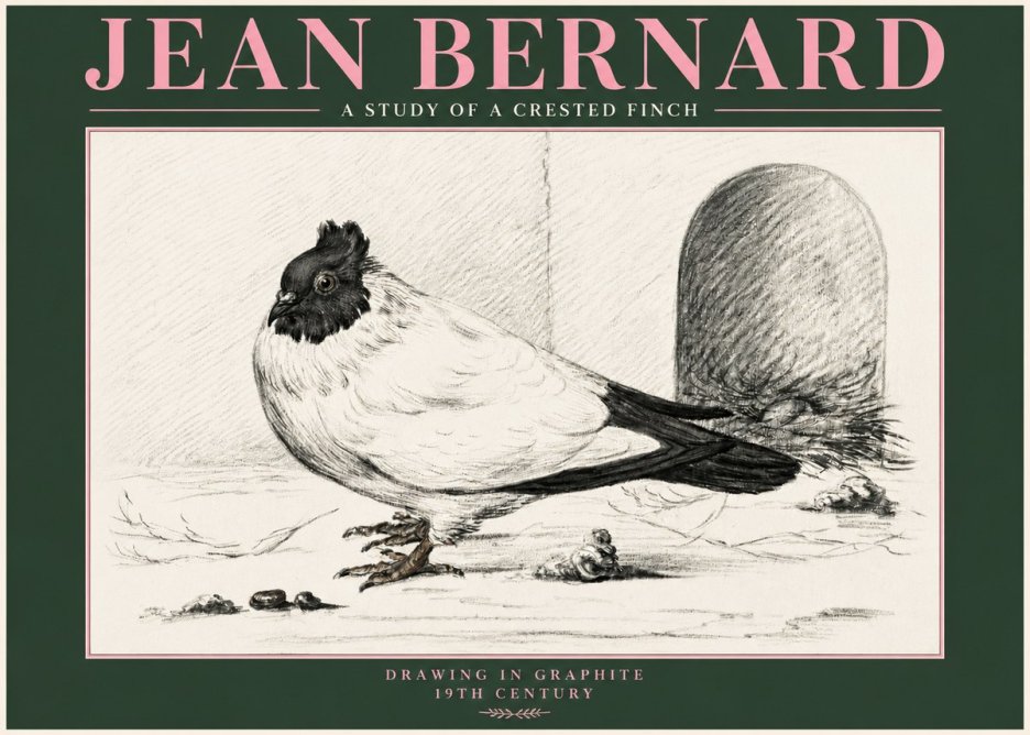 Jean Bernard A Study of a Crested Finch No3 - Poszter