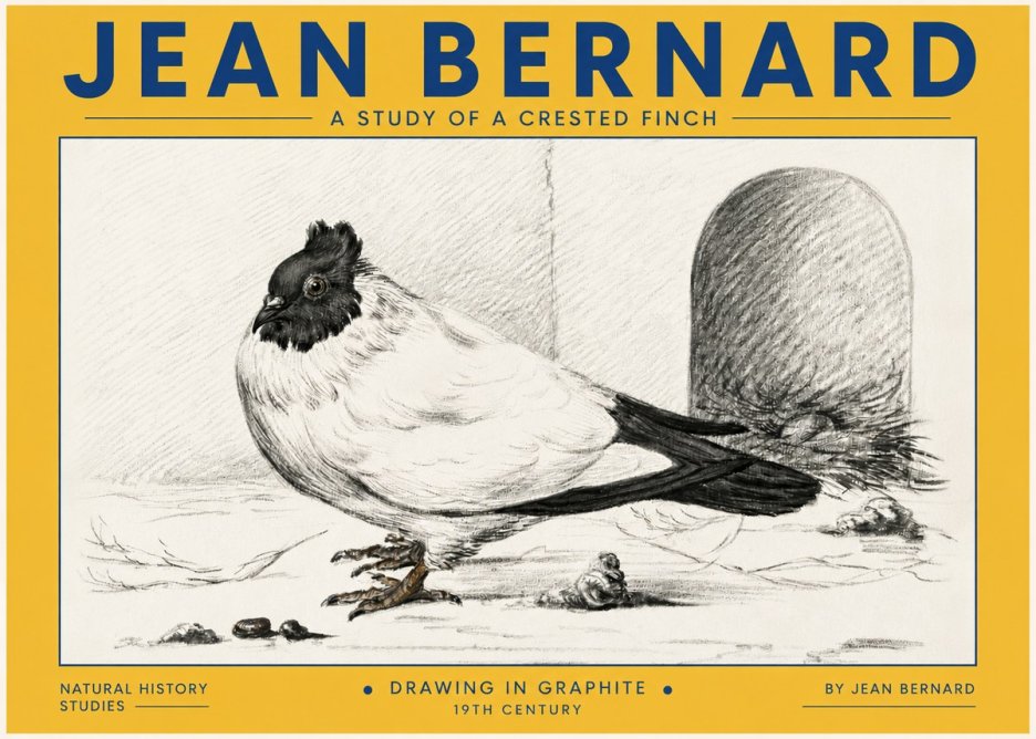 Jean Bernard A Study of a Crested Finch No4 - Poszter