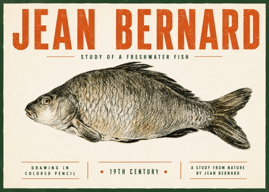 Jean Bernard Study of a Freshwater Fish No5 - Poszter
