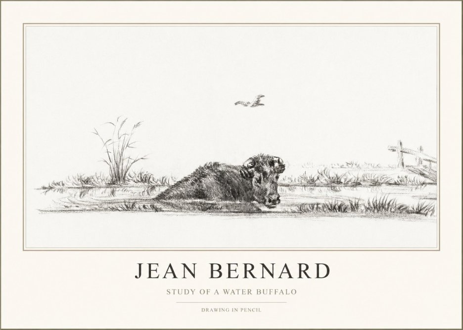 Jean Bernard Study of a Water Buffalo No1 - Poszter