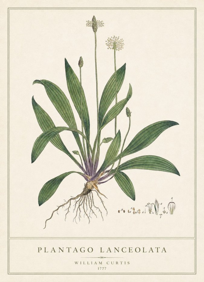 William Curtis Plantago Lanceolata III No1 - Poszter