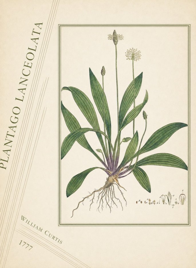 William Curtis Plantago Lanceolata III No4 - Poszter