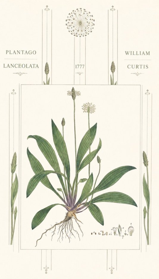 William Curtis Plantago Lanceolata III No6 - Poszter