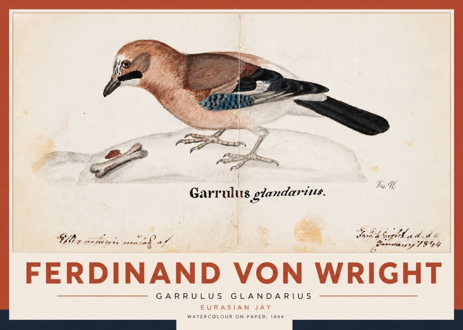 Ferdinand von Wright Garrulus Glandarius No5 - Poszter