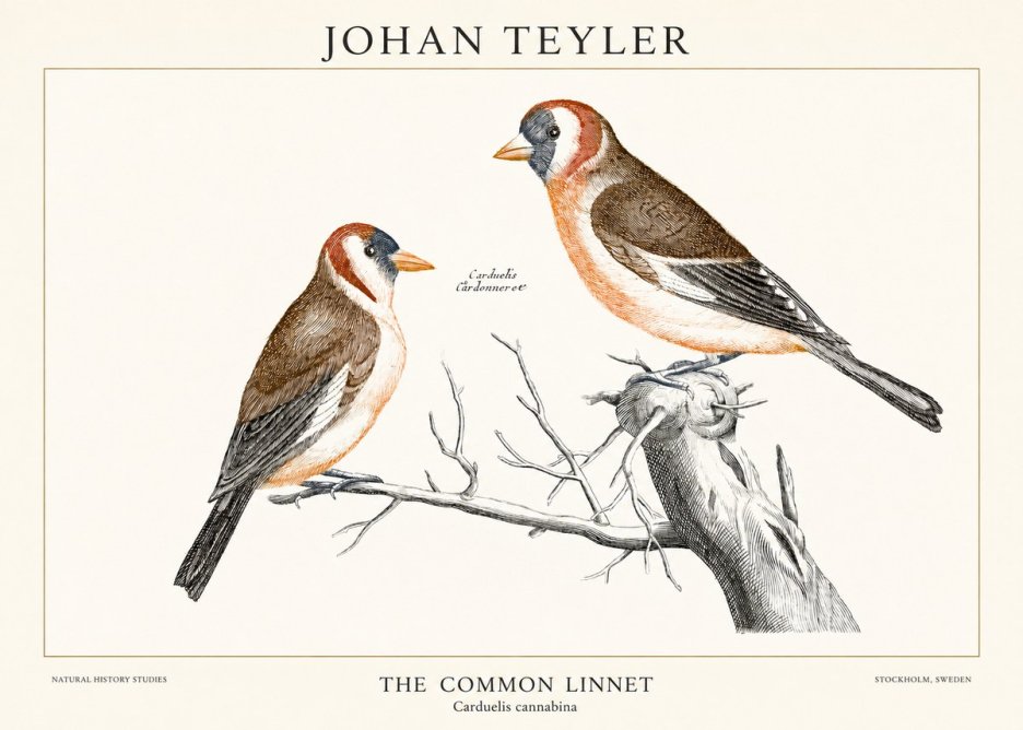 Johan Teyler The Common Linnet No1 - Poszter