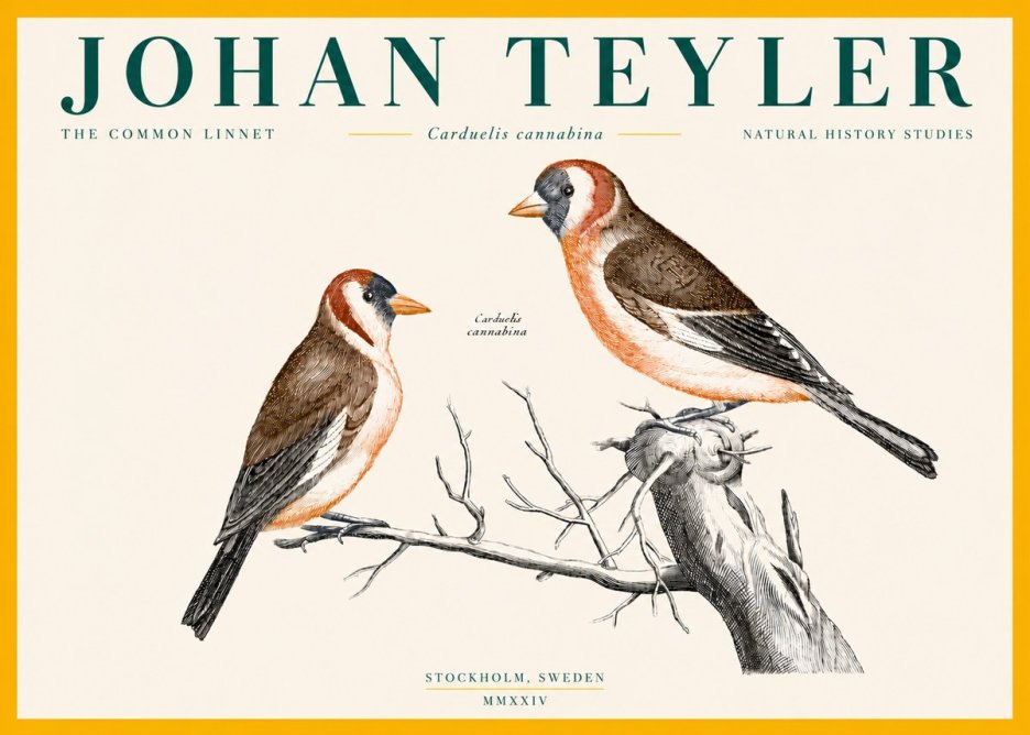Johan Teyler The Common Linnet No4 - Poszter