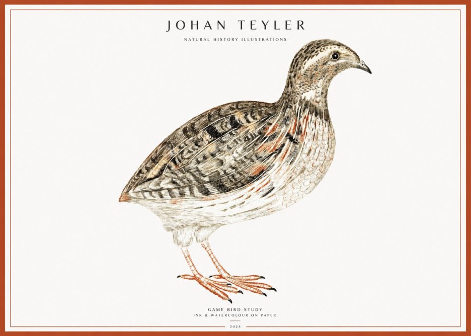 Johan Teyler Game Bird Study No1 - Poszter